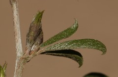 Psoralea spissa