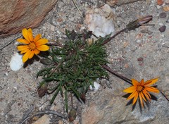 Gazania ciliaris