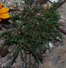 Gazania ciliaris
