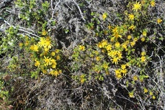 Cullumia bisulca