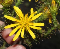 Cullumia bisulca