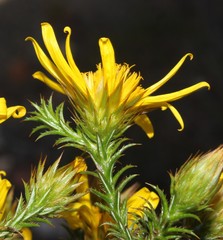 Cullumia bisulca