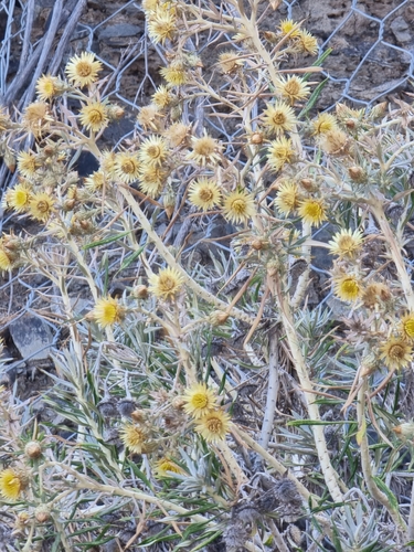 Carlina canariensis image