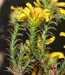 Cullumia bisulca