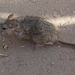 Desert Woodrat - Photo (c) James Bailey, some rights reserved (CC BY-NC), uploaded by James Bailey