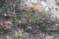 Podalyria biflora