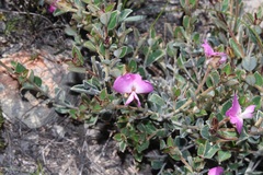 Podalyria biflora