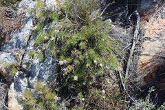 Serruria gremialis