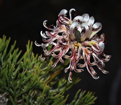 Serruria gremialis