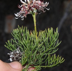 Serruria gremialis