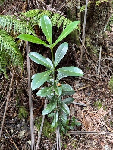 Melicope observed 2023-08-31