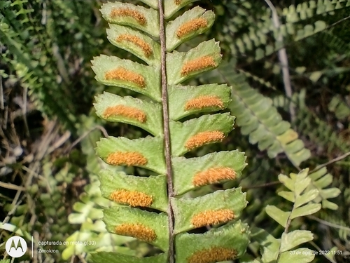 Asplenium monanthes