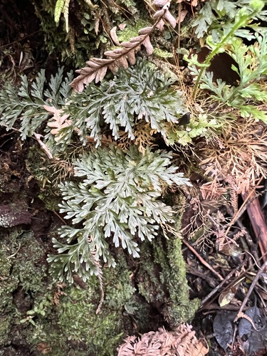 Callistopteris baldwinii observed 2023-08-31