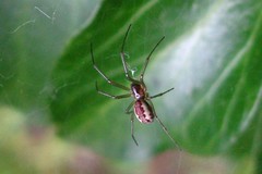 Neriene peltata