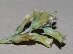 Lachenalia judithiae