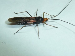 Rayieria basifer