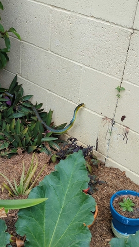 Common Tree Snake sighting