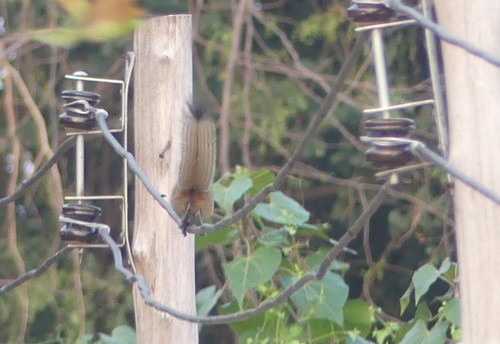 Gray-bellied Squirrel