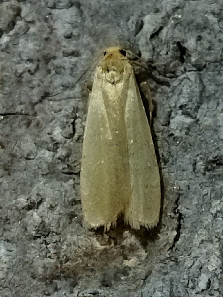 Pigmy Footman