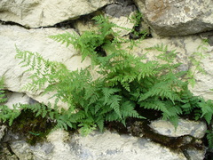 Cystopteris fragilis