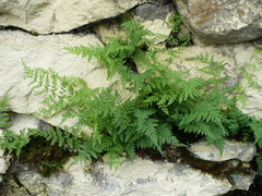 Cystopteris fragilis