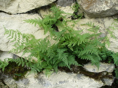 Cystopteris fragilis