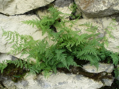 Cystopteris fragilis