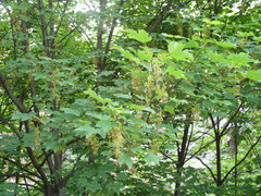 Acer pseudoplatanus
