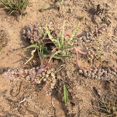 Ledebouria luteola