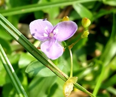 Murdannia