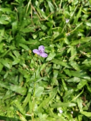 Murdannia