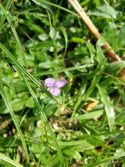 Murdannia