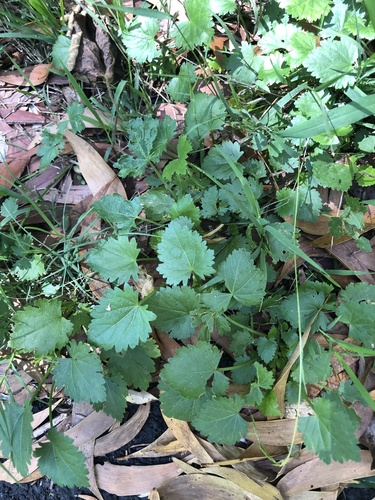 Modiola caroliniana observed 2023-08-31