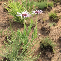 Dimorphotheca spectabilis