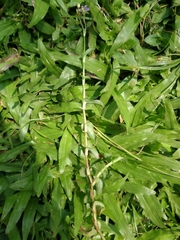 Murdannia