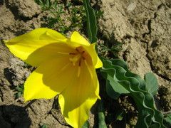 Tulipa