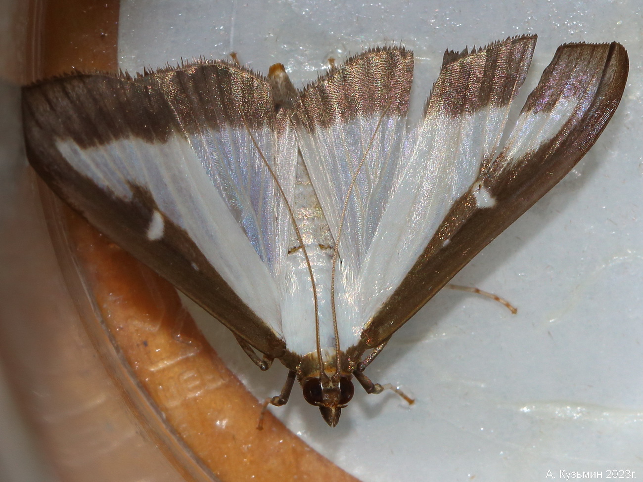 Огнёвка Самшитовая (Cydalima perspectalis)