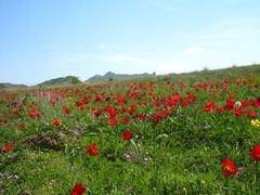 Tulipa