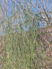 Asparagus plocamoides image