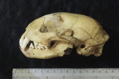 Leopardus pardalis pardalis