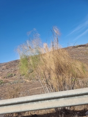 Asparagus plocamoides image