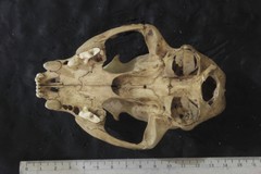 Leopardus pardalis pardalis