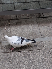 Columba livia domestica