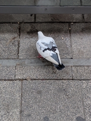 Columba livia domestica