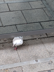 Columba livia domestica