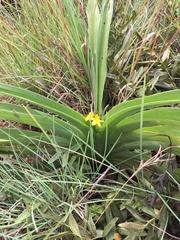 Hypoxis hemerocallidea