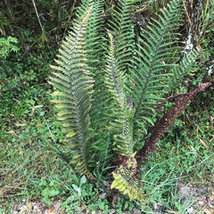 Polystichum orbiculatum