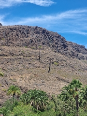 Phoenix canariensis image