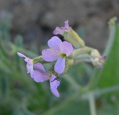 Matthiola parviflora
