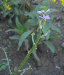 Matthiola parviflora